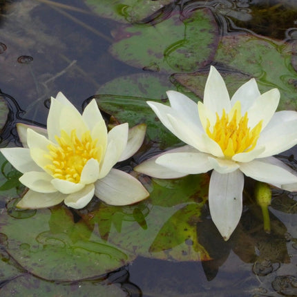 White Dwarf Water Lily | Nymphaea Pygmaea alba Pond Plants