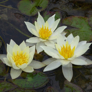 White Dwarf Water Lily | Nymphaea Pygmaea alba Pond Plants