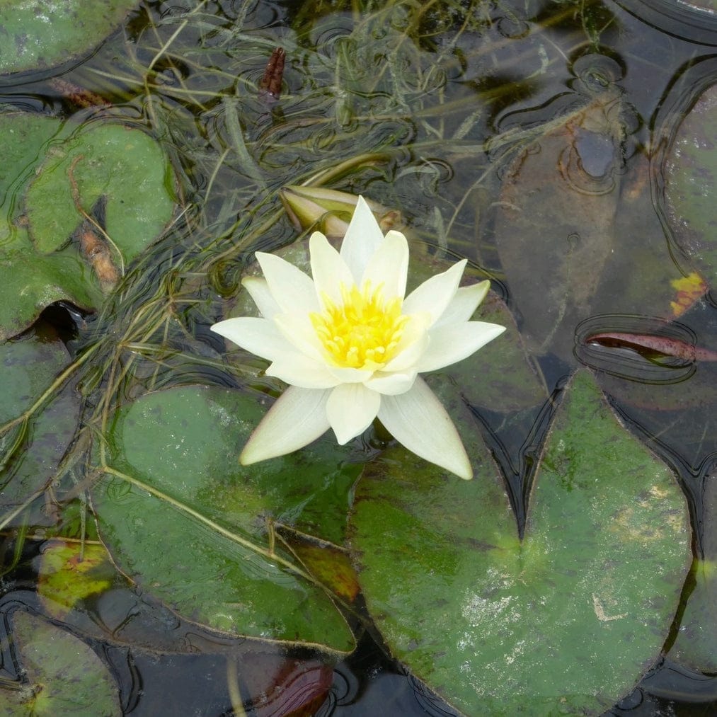 Yellow Dwarf Water Lily | Nymphaea 'Pygmaea Helvola'