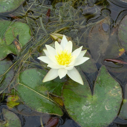 Yellow Dwarf Water Lily | Nymphaea Pygmaea helvola Pond Plants