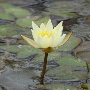 Yellow Dwarf Water Lily | Nymphaea Pygmaea helvola Pond Plants