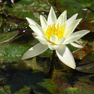 Yellow Dwarf Water Lily | Nymphaea Pygmaea helvola Pond Plants