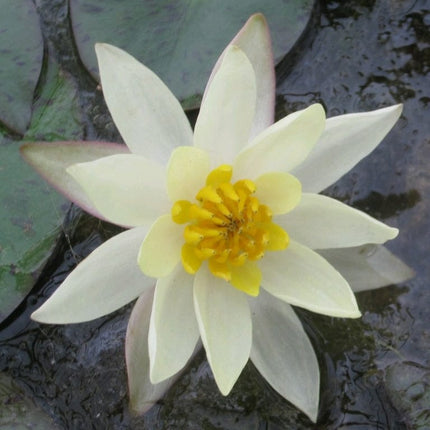 Yellow Dwarf Water Lily | Nymphaea Pygmaea helvola Pond Plants