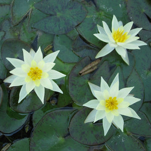 Yellow Dwarf Water Lily | Nymphaea Pygmaea helvola Pond Plants