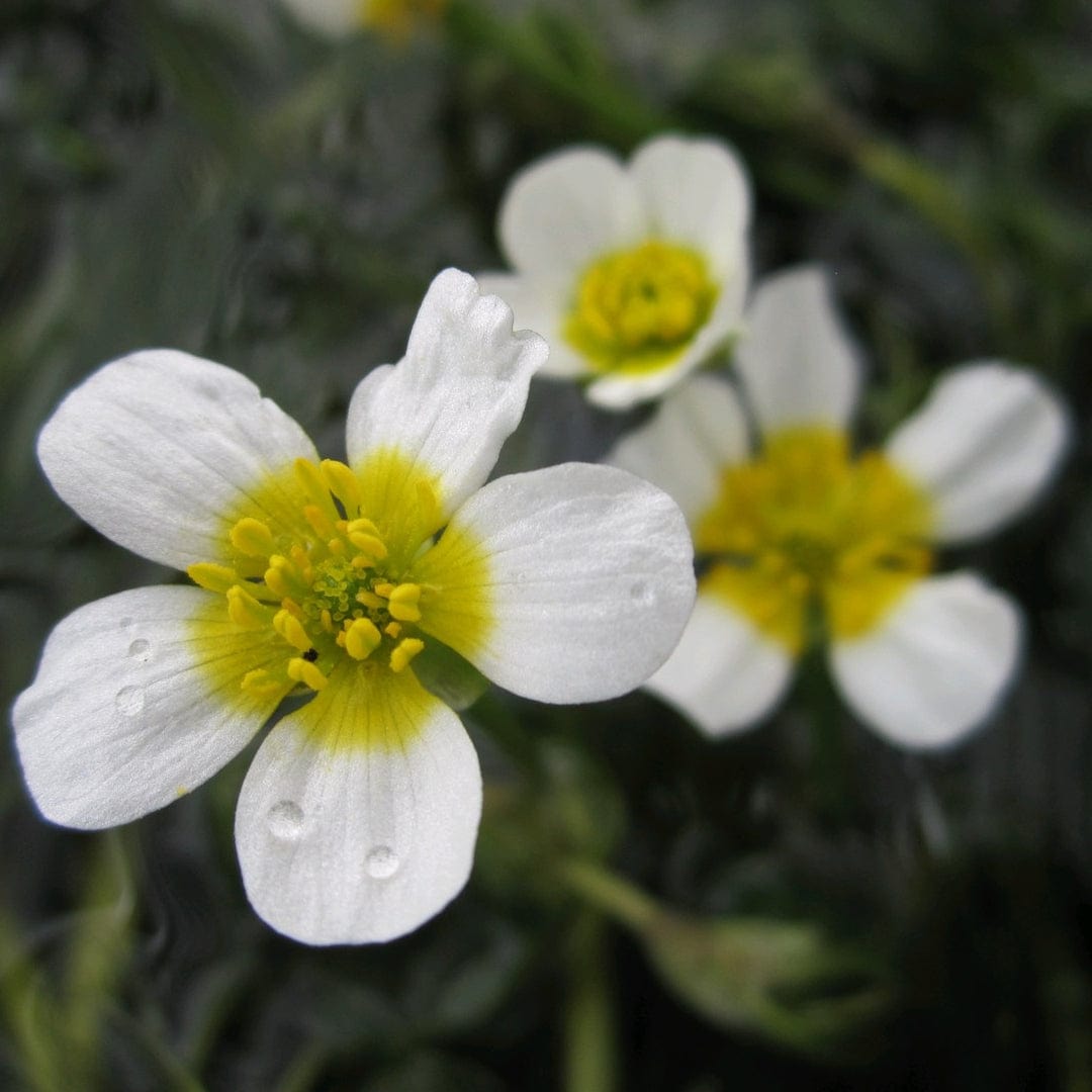 Oxygenating Water Crowfoot | Ranunculus aquatilis