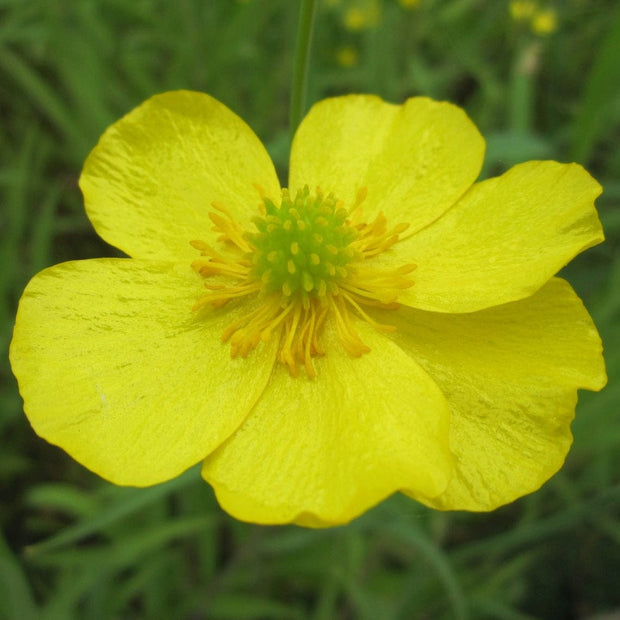 Lesser Spearwort | Ranunculus flammula Pond Plants