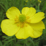 Lesser Spearwort | Ranunculus flammula Pond Plants