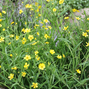 Lesser Spearwort | Ranunculus flammula Pond Plants