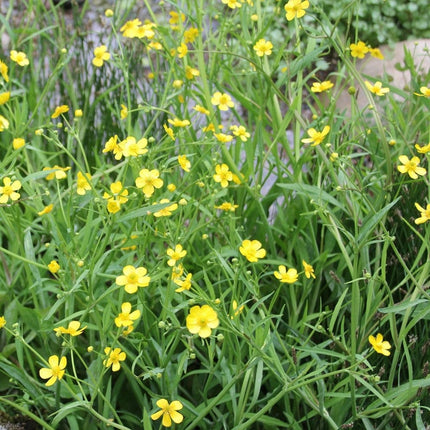 Lesser Spearwort | Ranunculus flammula Pond Plants