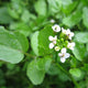 Watercress | Rorippa nasturtium aquaticum Pond Plants
