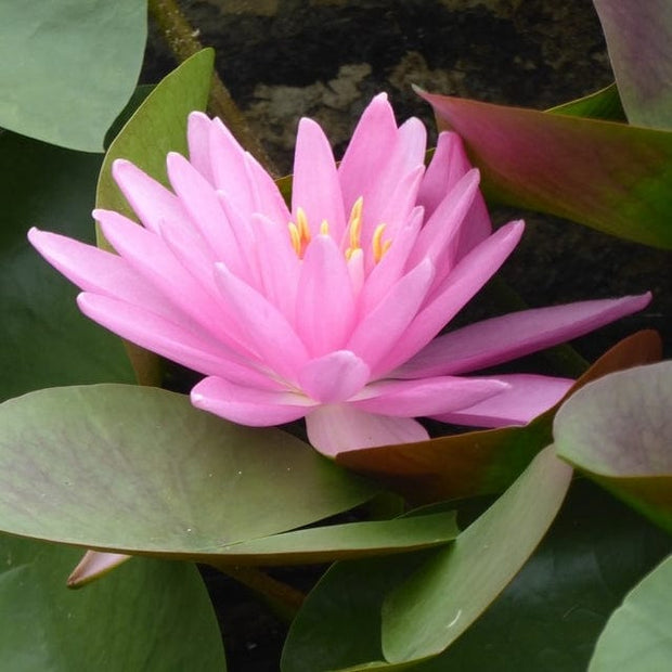 Large Pink Water Lily | Nymphaea Rose Arey Pond Plants