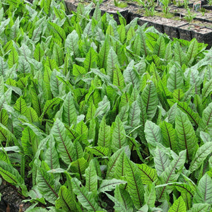Bloodwort Wood Dock | Rumex sanguineus Pond Plants