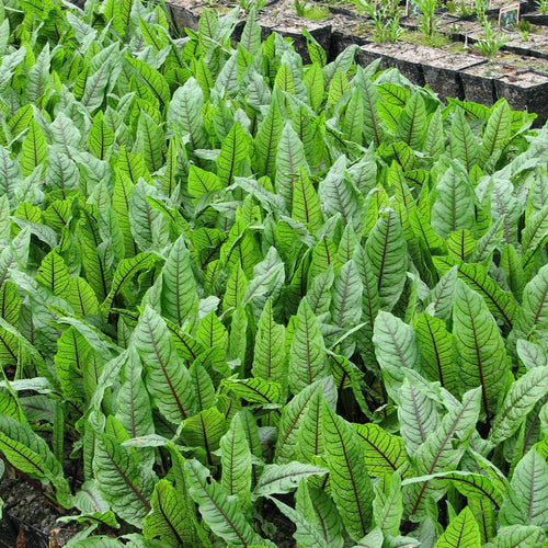 Bloodwort Wood Dock | Rumex sanguineus Pond Plants