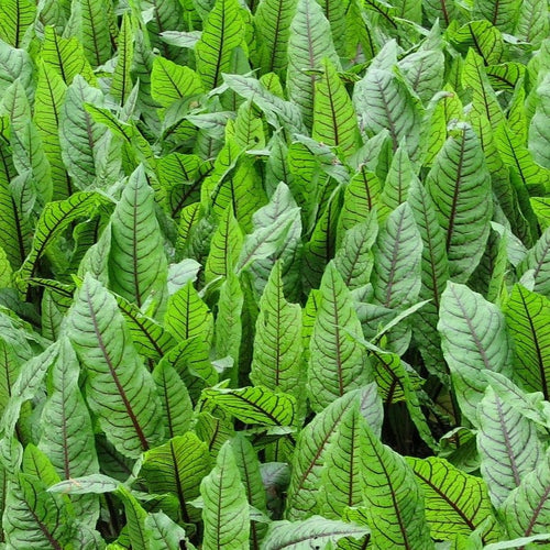 Bloodwort Wood Dock | Rumex sanguineus Pond Plants