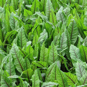 Pond Plants for Wildlife Collection Pond Plants