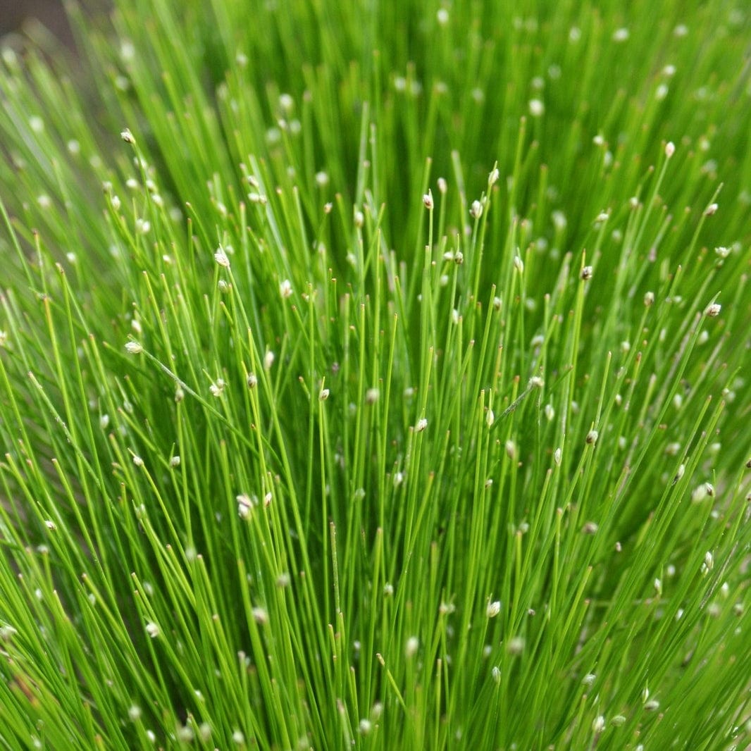 Oxygenating Fibre Optic Plant | Isolepsis cerna