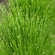 Fibre Optic Plant | Isolepsis Cerna| Oxygenating Pond Plants