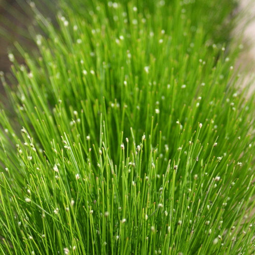Fibre Optic Plant | Isolepsis Cerna| Oxygenating Pond Plants