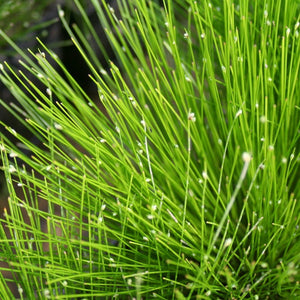 Fibre Optic Plant | Isolepsis Cerna| Oxygenating Pond Plants