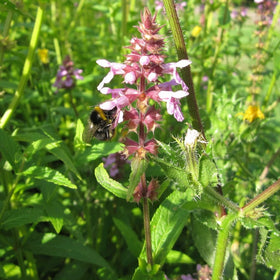 Marsh Woundwort | Stachys palustris Pond Plants