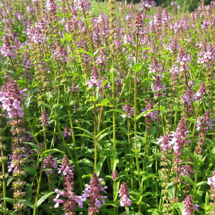 Marsh Woundwort | Stachys palustris Pond Plants