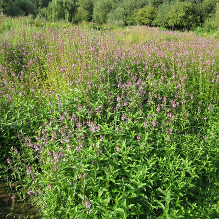 Marsh Woundwort | Stachys palustris Pond Plants