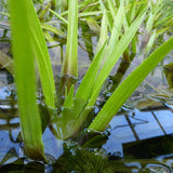 5 Water Soldier Plants | 9cm Pots Pond Plants