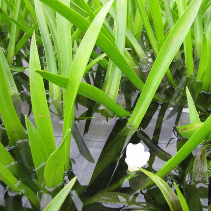 5 Water Soldier Plants | 9cm Pots Pond Plants