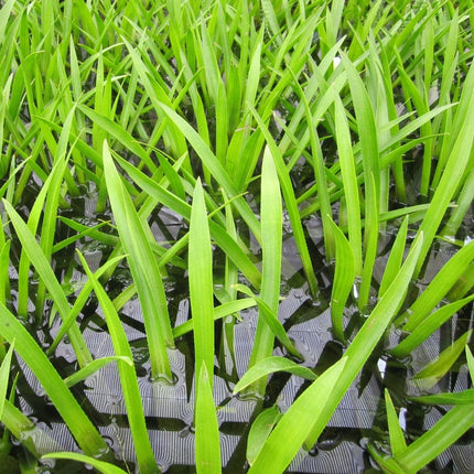 5 Water Soldier Plants | 9cm Pots Pond Plants