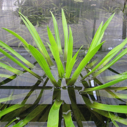 5 Water Soldier Plants | 9cm Pots Pond Plants