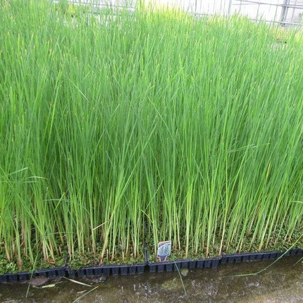 Lesser Bulrush | Typha angustifolia Pond Plants