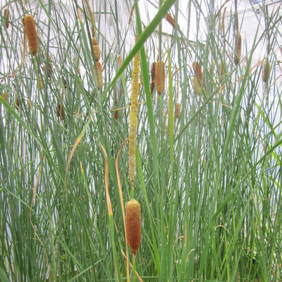 Medium Bulrush | Typha gracilis – Roots Plants