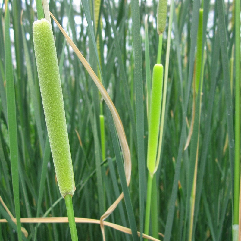 Medium Bulrush | Typha gracilis Pond Plants