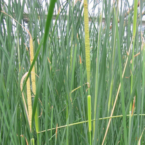 Medium Bulrush | Typha gracilis Pond Plants
