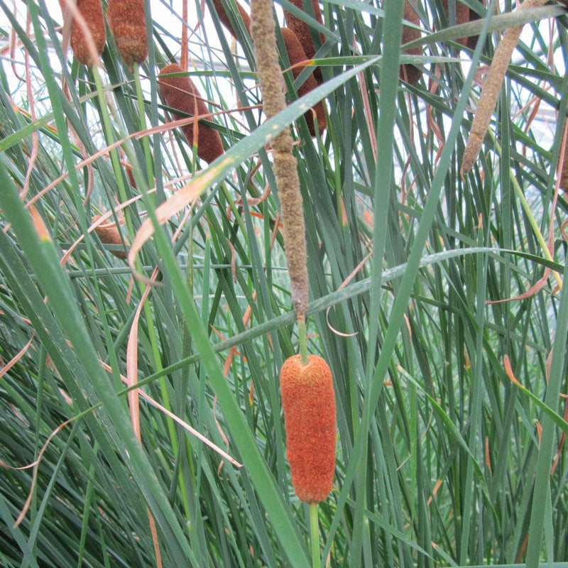 Medium Bulrush | Typha gracilis Pond Plants