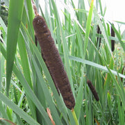 Common Bulrush | Typha latifolia Pond Plants