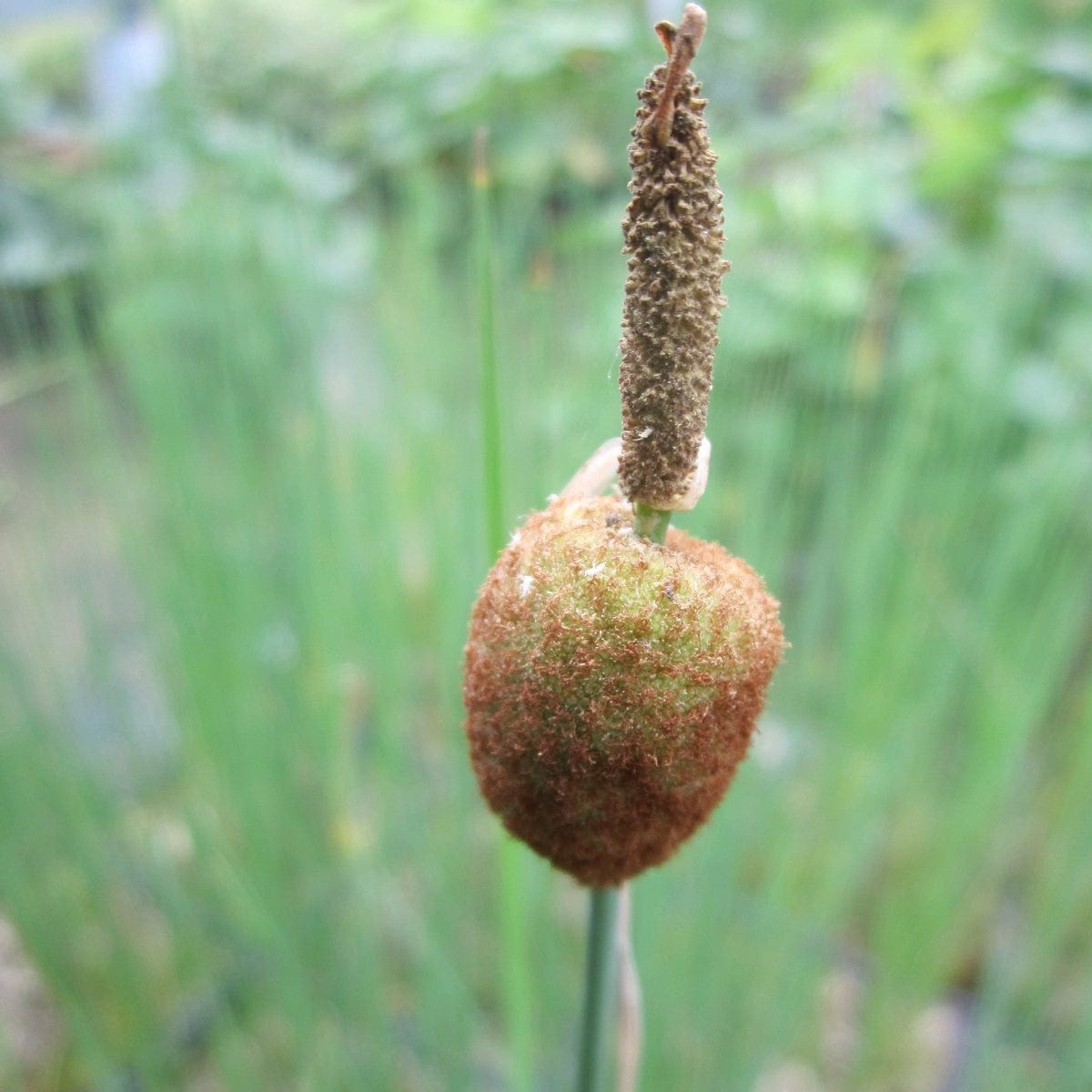 Miniature Bulrush | Typha minima