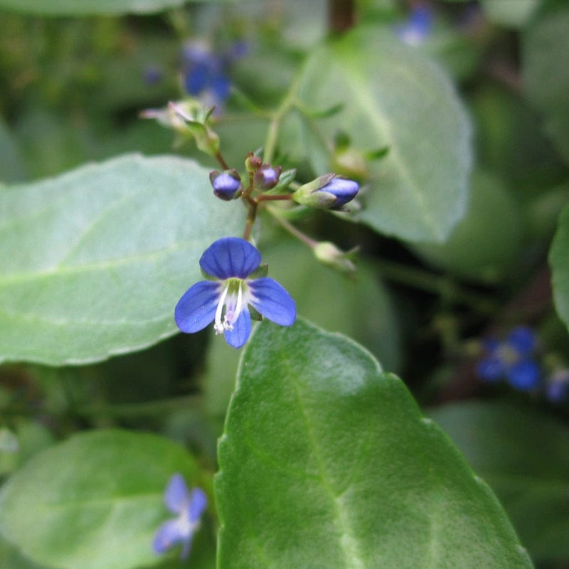 Ornamental Colour Collection Pond Plants