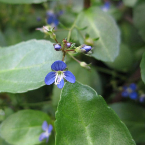 Water Pimpernel | Veronica beccabunga Pond Plants