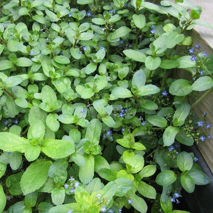 Water Pimpernel | Veronica beccabunga Pond Plants