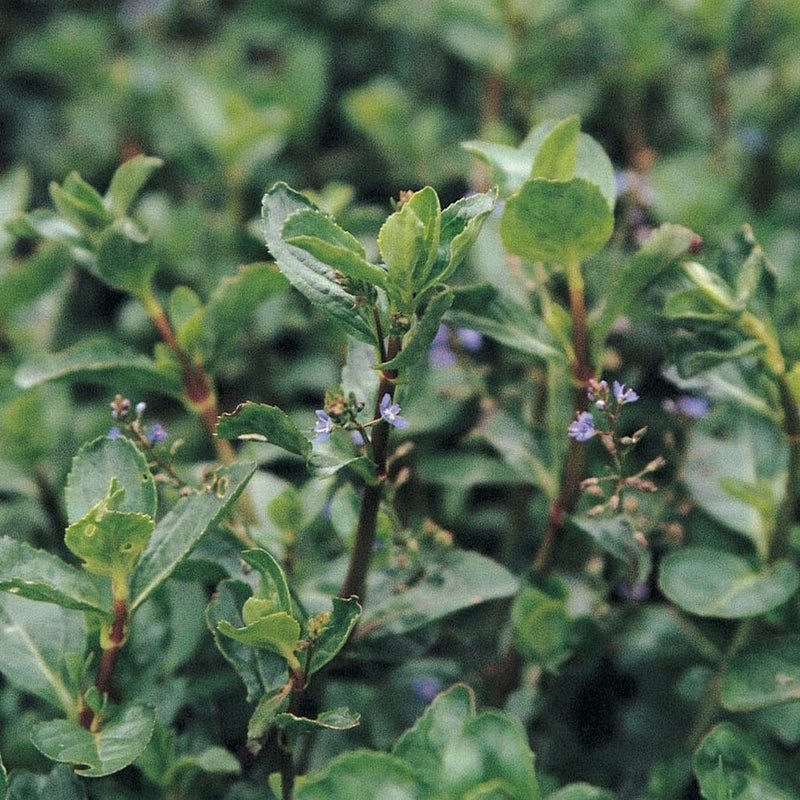 Water Pimpernel | Veronica beccabunga Pond Plants