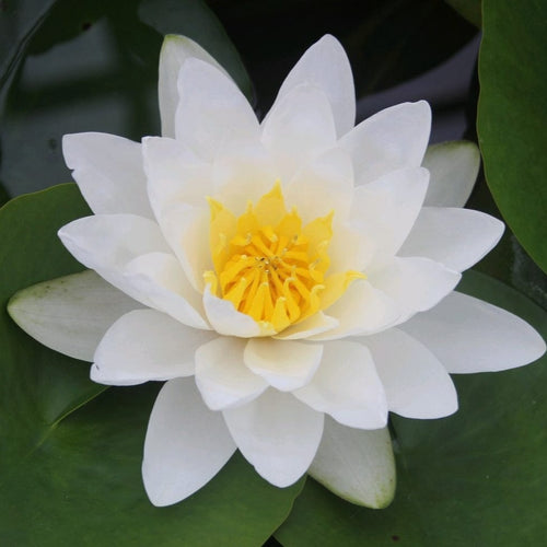 Large White Water Lily | Nymphaea Virginalis Pond Plants