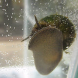 5 Trapdoor Snails (Viviparus viviparus) Pond Plants