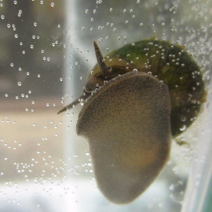 5 Trapdoor Snails (Viviparus viviparus) Pond Plants