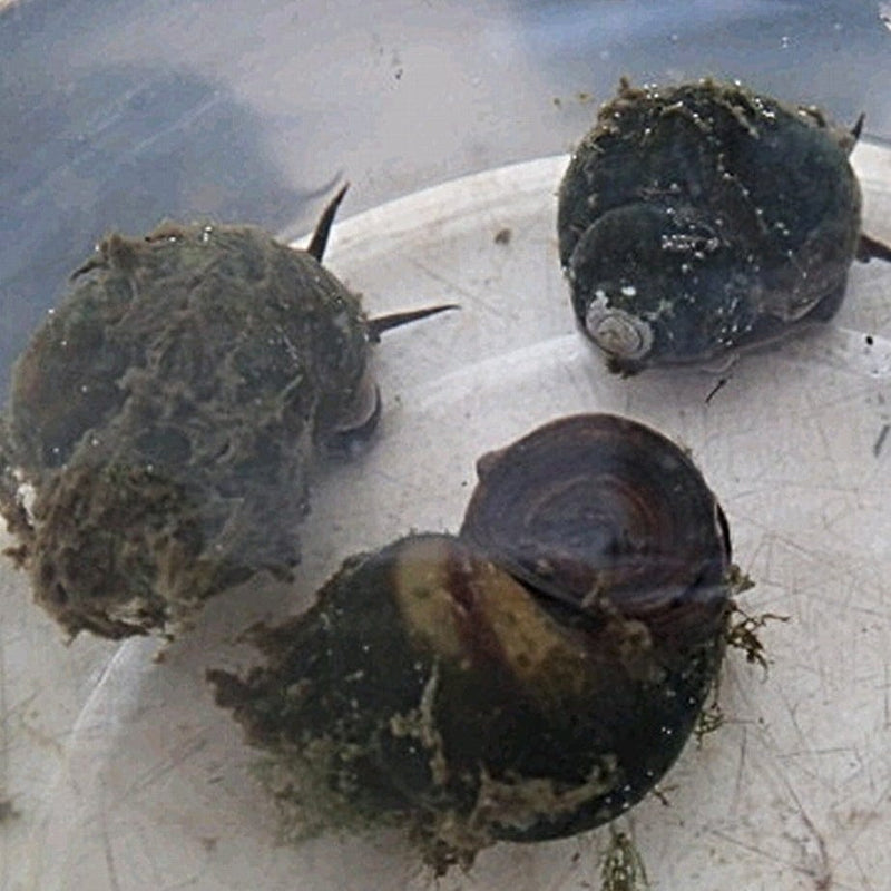5 Trapdoor Snails (Viviparus viviparus) Pond Plants