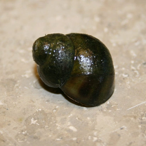 5 Trapdoor Snails (Viviparus viviparus) Pond Plants