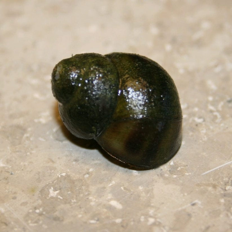 5 Trapdoor Snails (Viviparus viviparus) Pond Plants