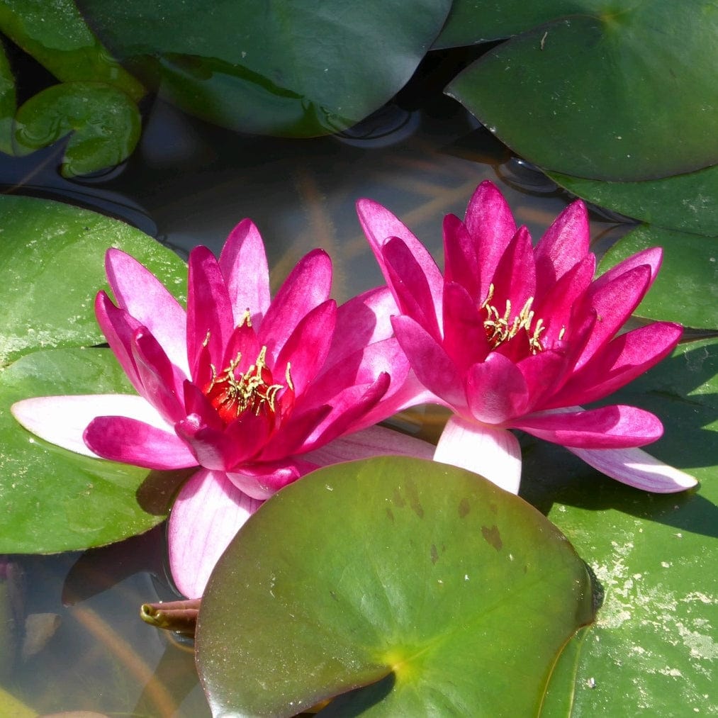 Dwarf Water Lily | Nymphaea 'Xiafei'