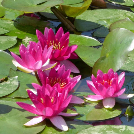 Dwarf Water Lily | Nymphaea Xiafei Pond Plants