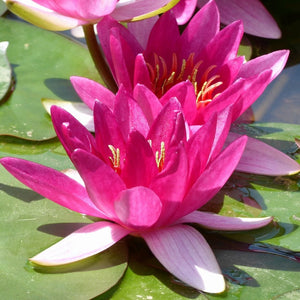 Dwarf Water Lily | Nymphaea Xiafei Pond Plants